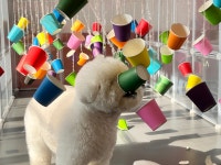 메종드댕댕애견유치원