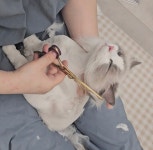 냥블레스유 대구고양이미용