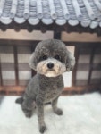 아기몽