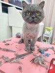 훤칠한고양이