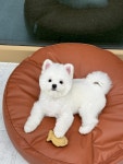 몽시떼루