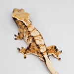 크레도니아 팔달구청점