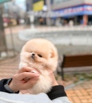 광주강아지분양 펫블리 애견 샵