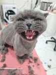 훤칠한고양이