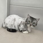 냥블레스유 대구고양이미용