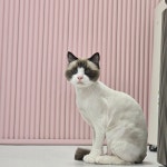 고양이무마취미용 냥지곤지