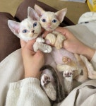 오독안심분양센터 강아지분양 고양이분양 광주점