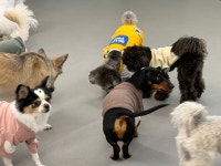 댕스미스 애견유치원