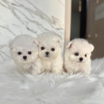 오독안심분양센터 강아지분양 고양이분양 광주점