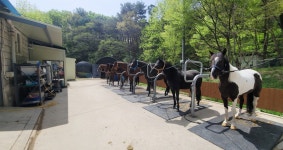 안산해피홀스클럽