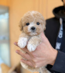 바나개 강아지고양이 마포점