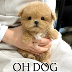 오독안심분양센터 강아지분양 고양이분양 광주점