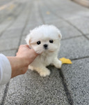 바나개 강아지고양이 마포점