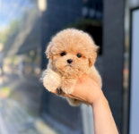 바나개 강아지고양이 마포점