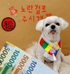 몽블리 펫샵