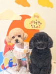 사계절예쁘개