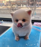 버블독스 가정루원시티점