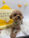 그루몽실