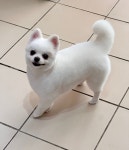 포근푸근