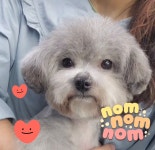버블독스 가정루원시티점