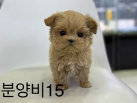 미유펫 강아지분양 고양이분양 김포점