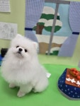 멍테일즈