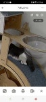 도담도담 고양이 호텔