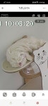 도담도담 고양이 호텔