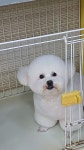 강릉애견하우스