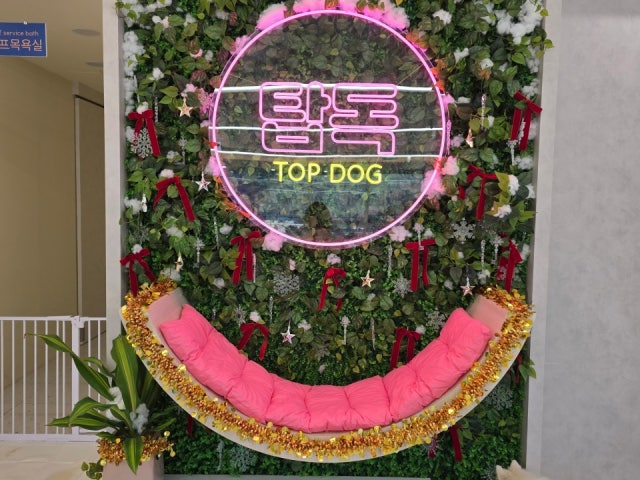 탑독애견카페