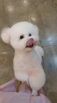 강릉애견하우스