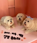 와들스 케이크