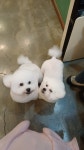 강릉애견하우스