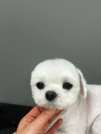 허그멍