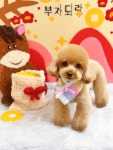 또왕또왕 Dog Salon