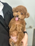 밍그루밍 애견미용실