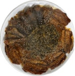 강원맛코다리 신용점