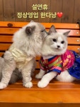 냥이시대