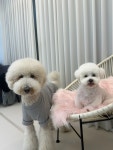 그루밍하우스