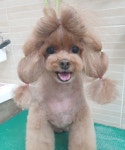 미소애견미용실
