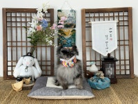 댕구르르 애견유치원 카페 호텔