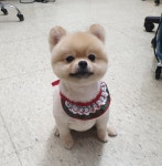 미소애견미용실