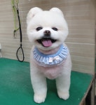 미소애견미용실