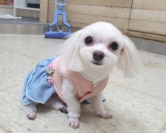 미소애견미용실
