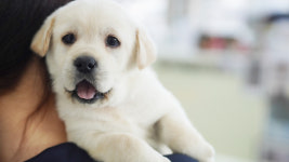 강아지분양 더펫