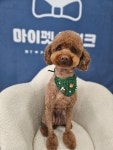 마이펫 부티크