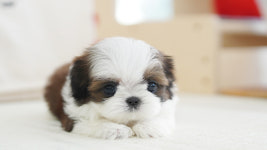 강아지분양 더펫