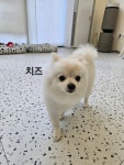 예쁜댕