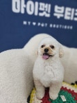 마이펫 부티크