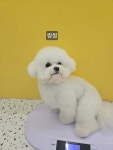 예쁜댕